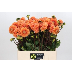 Dahlia SC 'Sylvia'