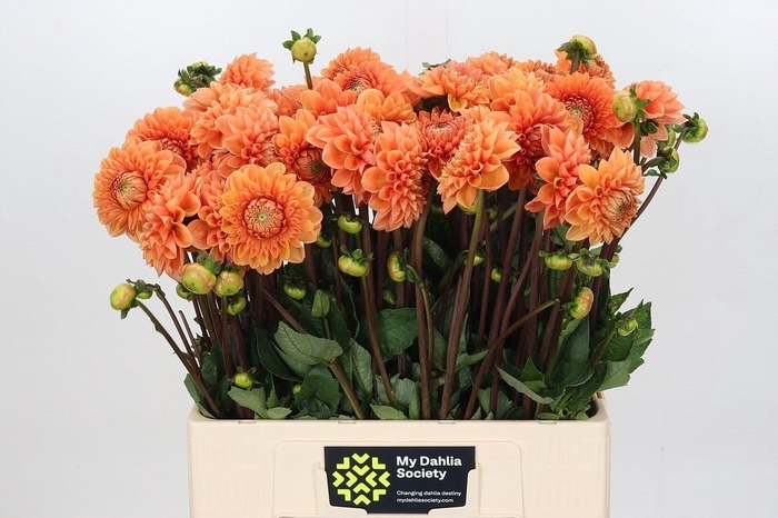 <h4>Dahlia SC 'Sylvia'</h4>