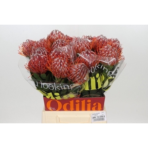 LEUCO SCARLET RIBBON