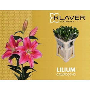 Li Or Calvados 4+ Klaver Flowers