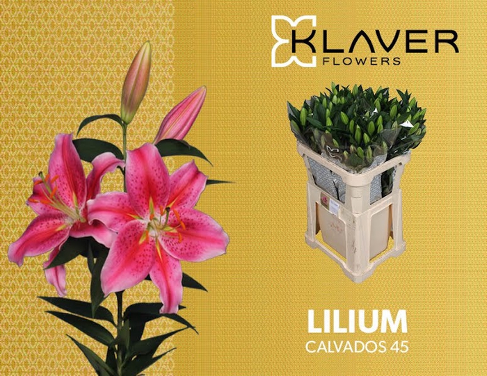 <h4>Li Or Calvados 4+ Klaver Flowers</h4>