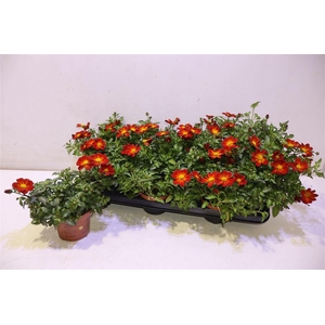 Bid Beed Painted Red