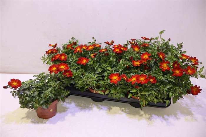 <h4>Bid Beed Painted Red</h4>