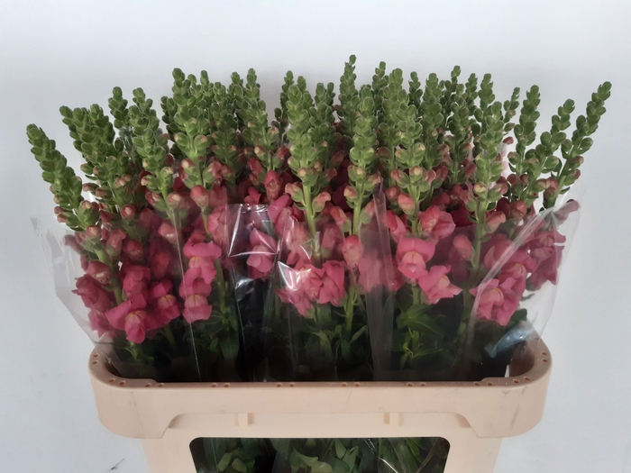 <h4>ANTIR AVIGNON ROSE</h4>