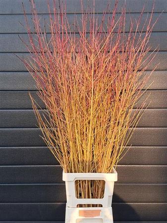 <h4>Cornus Sa Winter Beauty</h4>