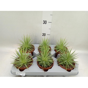 Agave stricta 'Nana'