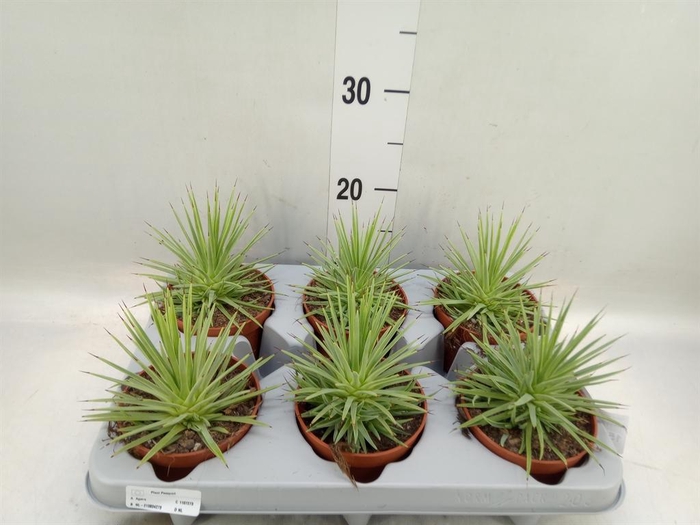 <h4>Agave stricta 'Nana'</h4>