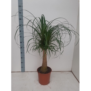 Nolina Recurvata (Beaucarnea) 24Ø 90cm