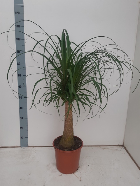 Nolina Recurvata (Beaucarnea) 24Ø 90cm