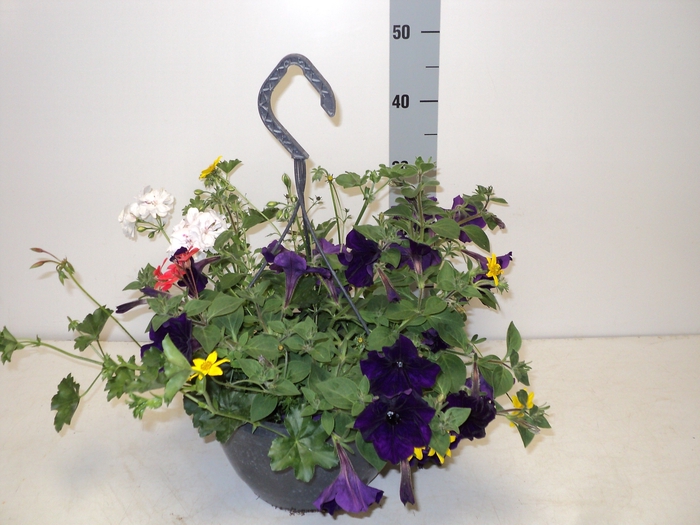 <h4>HANGING BASKETS</h4>