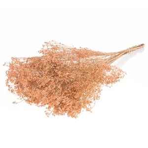 Broom Bloom Bunch Coral Misty