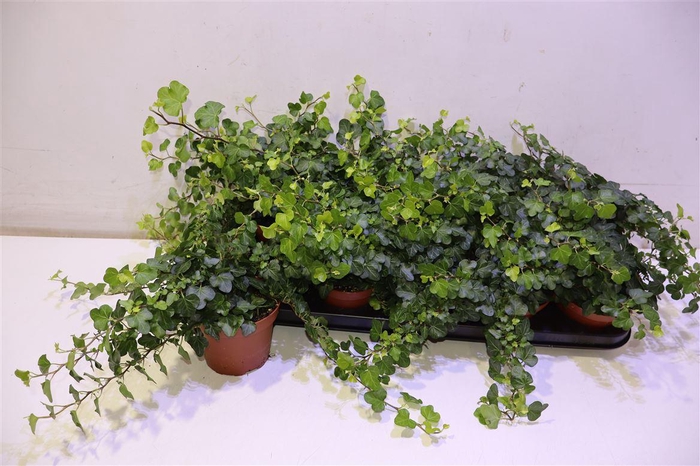 <h4>Hed He Wonder</h4>