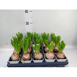 Hyacinthus orie. 'Pearl White'