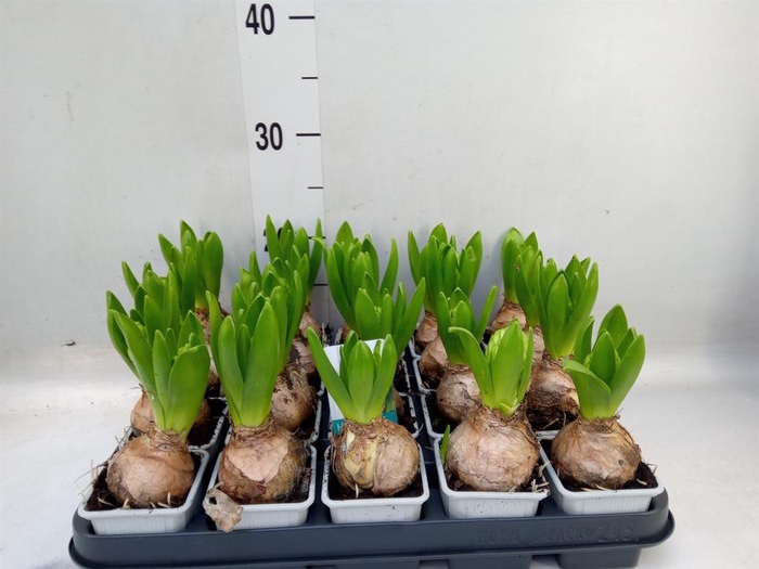 <h4>Hyacinthus orie. 'Pearl White'</h4>