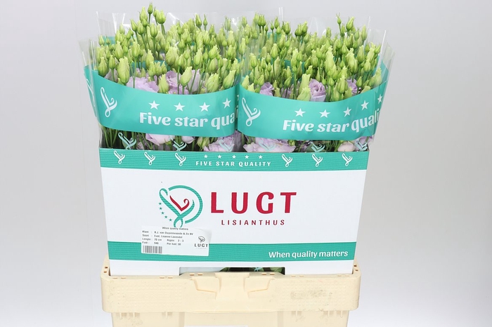 <h4>Eust Du Lisanne Lavendel</h4>