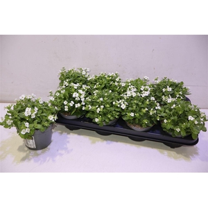 arr8 Arabis Caucasica