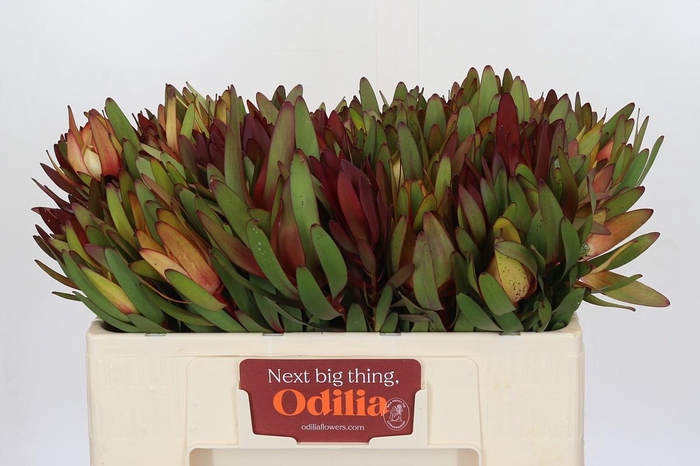 <h4>Leucadendron Saf Sunset Dark R.</h4>