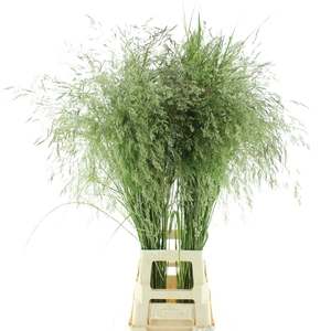 Deschampsia Zilver