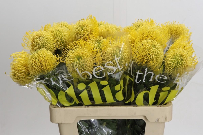 <h4>Nutans High Gold</h4>