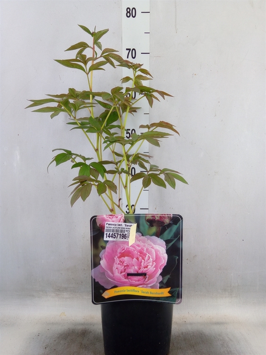 <h4>Paeonia lact. 'Sarah Bernh'</h4>