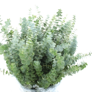 Euca Baby Blue Short 150grams