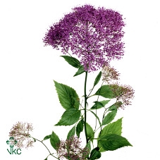 HYAC SPLEND CORNELIA