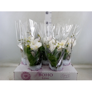 Phalaenopsis   ...white