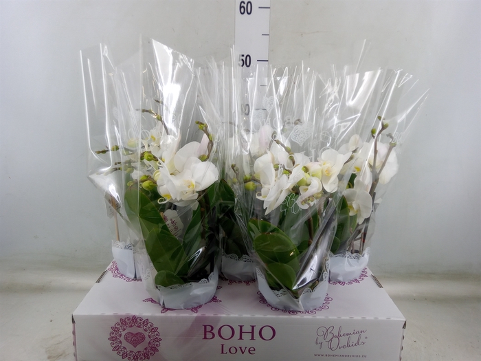 <h4>Phalaenopsis   ...white</h4>