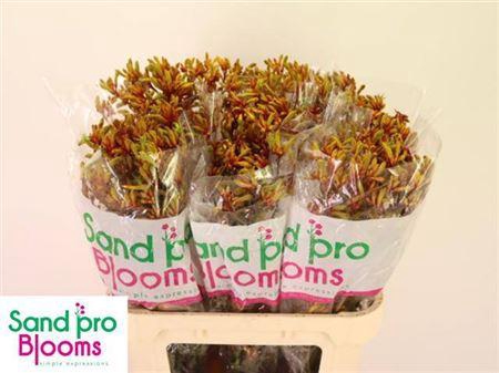 <h4>Anigoz Gold Fever</h4>