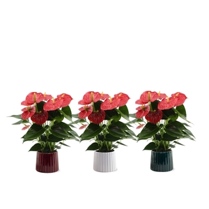 Anthurium Esudo in Sophia ceramics