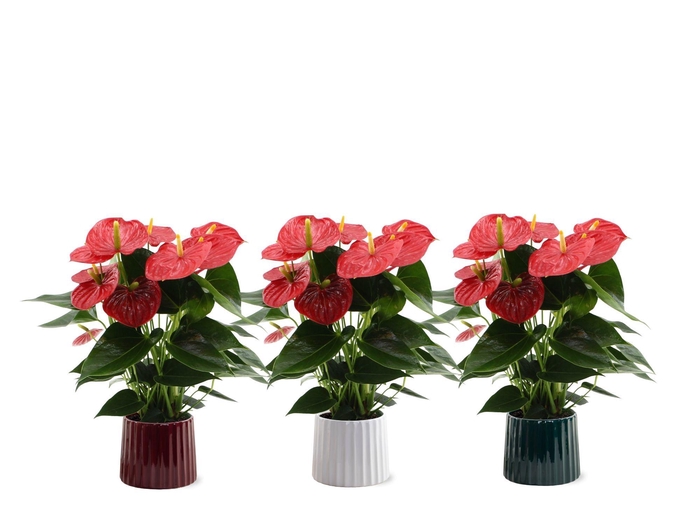<h4>Anthurium 14 cm Esudo in Sophia ceramics</h4>