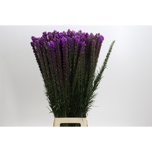 Liatris Callilepis