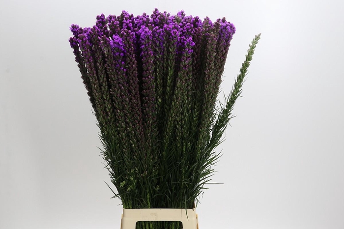 <h4>Liatris Callilepis</h4>