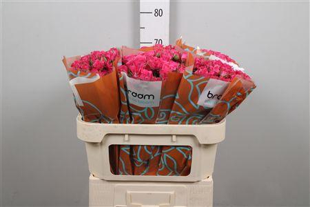 <h4>R Tr Lianne</h4>