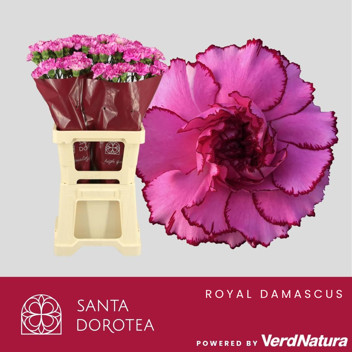 <h4>DI ST Royal Damascus SEL</h4>