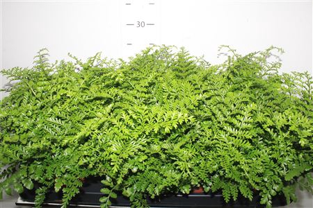 <h4>Asplenium Parvati</h4>