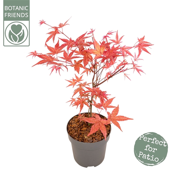 <h4>Acer palm. 'Beni-Maiko'</h4>