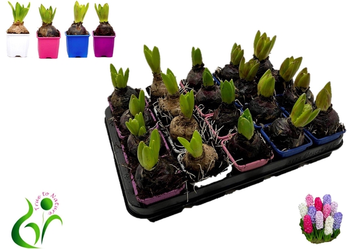 <h4>HYACIN GEM 4 KL</h4>