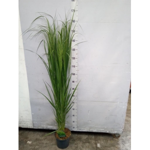 Panicum virgatum