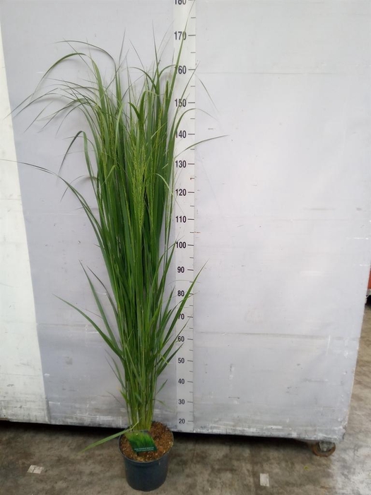 <h4>Panicum virgatum</h4>