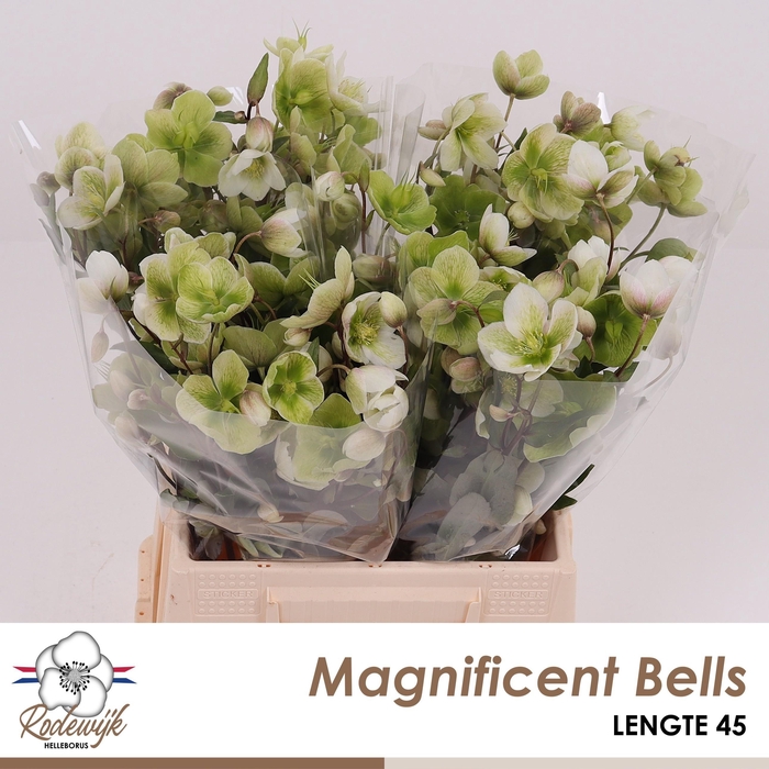<h4>HELL MAGNIFIC BELLS</h4>