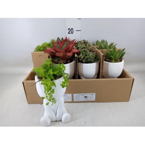 Arr.   Kamerplant Groen L%