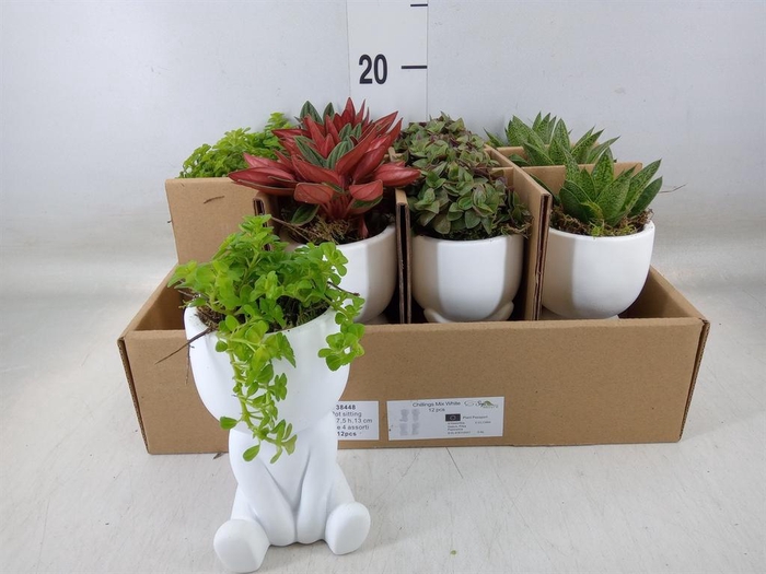 <h4>Arr.   Kamerplant Groen L%</h4>