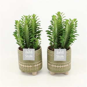 Euphorbia Trigona Groen in Maya Green pot