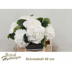 HYDR M SCHNEEBALL