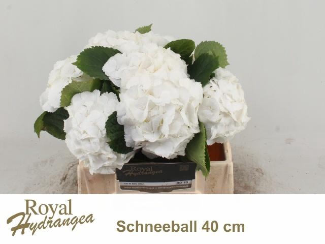 <h4>HYDR M SCHNEEBALL</h4>