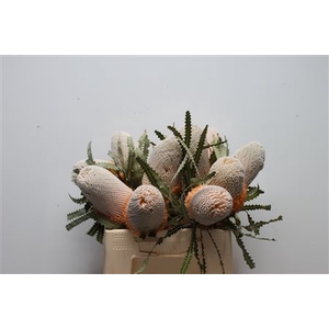Banksia Prionotis