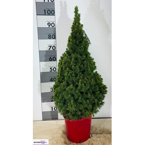 PICEA AB CONICA