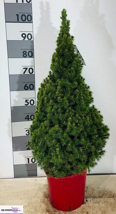 <h4>PICEA AB CONICA</h4>