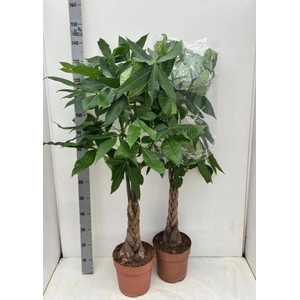 PACHIRA AQUATICA